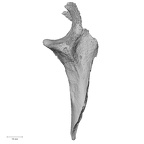 DV57 Homo sapiens ulna right proximal medial