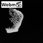 DV57 Homo sapiens ulna right proximal ct stack movie