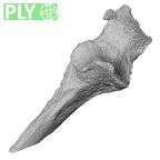 DV57 Homo sapiens ulna right proximal ply