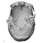 Pav1-1 Homo sapiens cranium inferior
