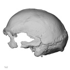 Pav1-1 Homo sapiens cranium lateral