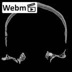 Pav1-1 Homo sapiens cranium ct stack movie