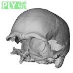 Pav1-1 Homo sapiens cranium ply