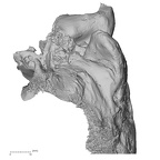 Pav1-1 Homo sapiens temporal left inferior