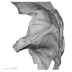 Pav1-1 H. sapiens temporal left