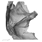 Pav1-1 Homo sapiens temporal left superior