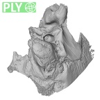 Pav1-1 Homo sapiens temporal left ply