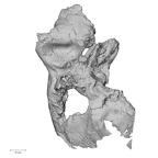 Pav1-1 Homo sapiens temporal right inferior