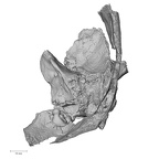 Pav1-1 Homo sapiens temporal right posterior