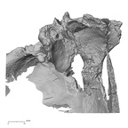 Pav1-1 Homo sapiens temporal right superior