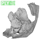 Pav1-1 Homo sapiens temporal right ply