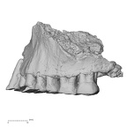 Pav1-2 Homo sapiens maxilla lateral
