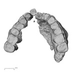 Pav1-2 Homo sapiens maxilla superior