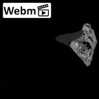 Pav1-2 Homo sapiens maxilla ct stack movie