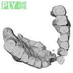 Pav1-2 Homo sapiens maxilla ply