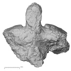 Pav1-33 Homo sapiens axis anterior