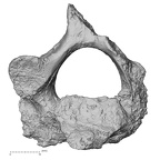 Pav1-33 Homo sapiens axis inferior