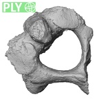 Pav1-33 Homo sapiens axis ply