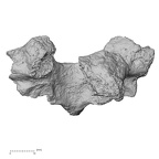Pav1-34 Homo sapiens thoracic vertebra first anterior