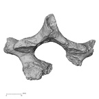 Pav1-34 Homo sapiens thoracic vertebra first inferior