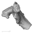 Pav1-34 Homo sapiens thoracic vertebra first lateral
