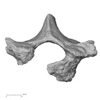 Pav1-34 H. sapiens thoracic vertebra first