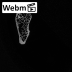 Pav1-34 Homo sapiens thoracic vertebra first ct stack movie