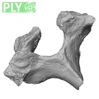 Pav1-34 Homo sapiens thoracic vertebra first ply