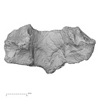 Pav1-35 Homo sapiens thoracic vertebra second anterior