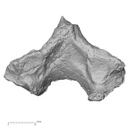 Pav1-35 Homo sapiens thoracic vertebra second inferior