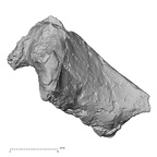 Pav1-35 Homo sapiens thoracic vertebra second lateral