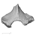 Pav1-35 H. sapiens thoracic vertebra second