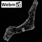 Pav1-35 Homo sapiens thoracic vertebra second ct stack movie