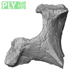 Pav1-35 Homo sapiens thoracic vertebra second ply