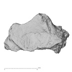 Pav1-36 H. sapiens vertebra