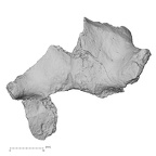 Pav1-38 Homo sapiens vertebra superior