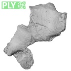 Pav1-38 Homo sapiens vertebra ply