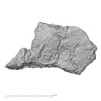 Pav1-39 H. sapiens vertebra