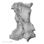 Pav1-3 Homo sapiens cranium view 1