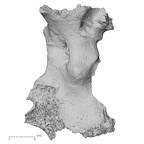 Pav1-3 Homo sapiens cranium view 3