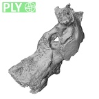 Pav1-3 Homo sapiens cranium ply