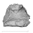 Pav1-40 Homo sapiens vertebra view 1