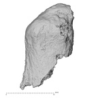 Pav1-41 Homo sapiens vertebra view 2