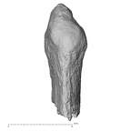 Pav1-41 Homo sapiens vertebra view 3