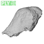 Pav1-41 Homo sapiens vertebra ply