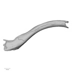 Pav1-43 Homo sapiens clavicle right inferior