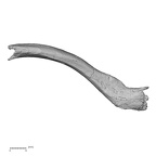 Pav1-43 Homo sapiens clavicle right superior