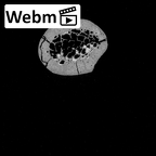 Pav1-43 Homo sapiens clavicle right ct stack movie