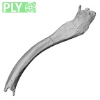 Pav1-43 Homo sapiens clavicle right ply