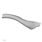 Pav1-44 Homo sapiens clavicle left inferior